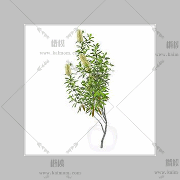 玻璃植物花瓶01-1