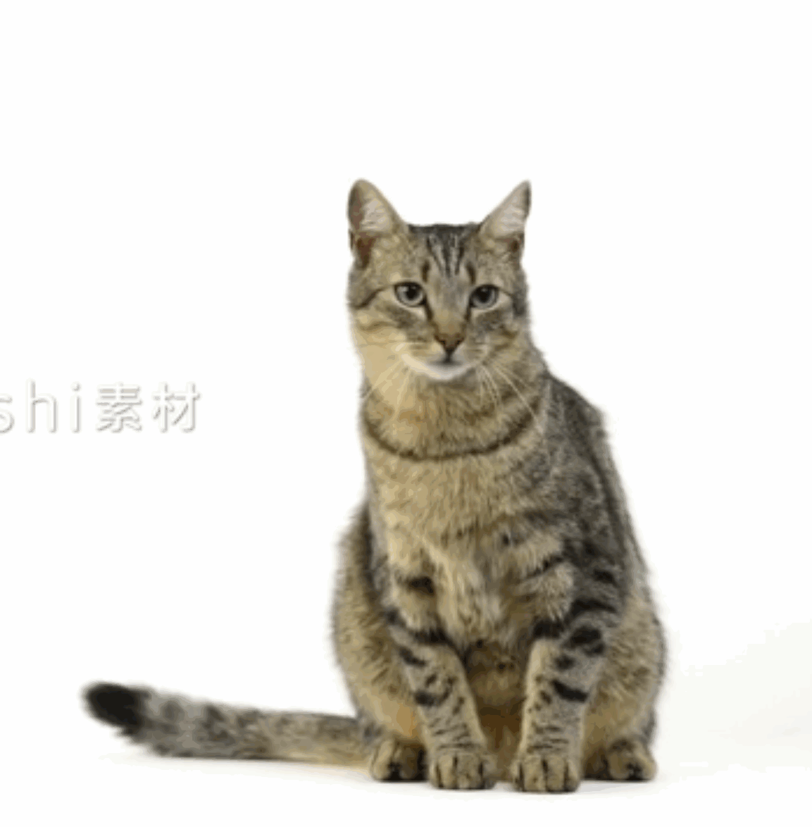 猫素材-1